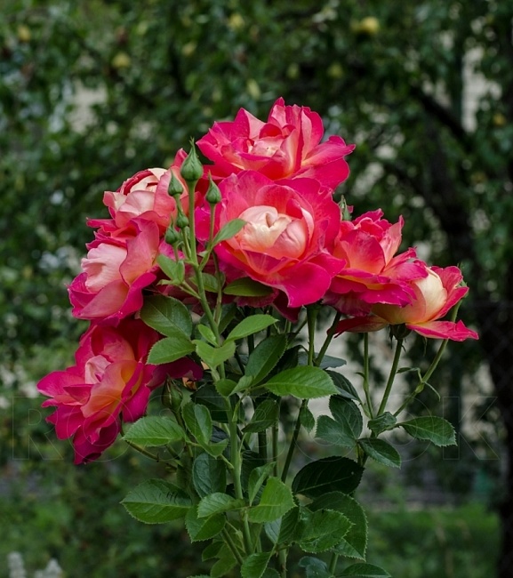 Роза плетистая Декор Арлекин 1 шт.